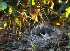 Amsel-6-Tag-3.jpg